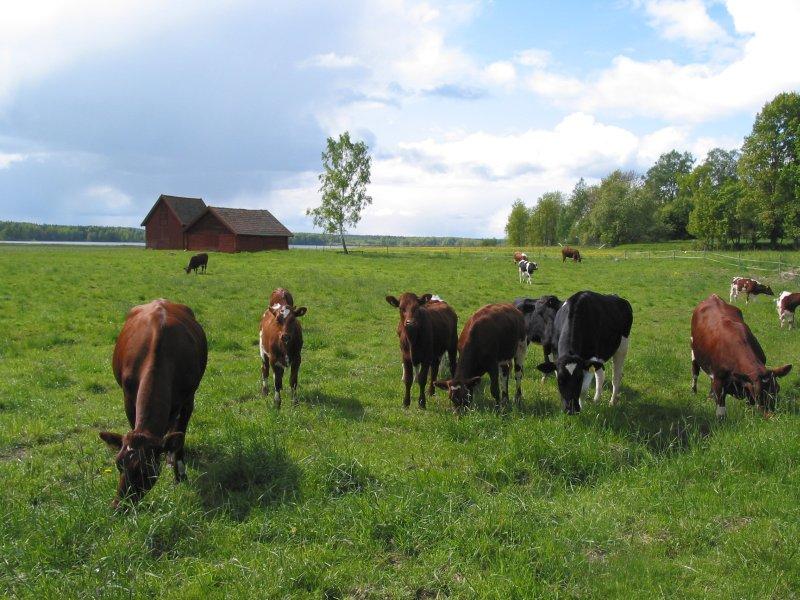 Foto: �v�dsk� byliny