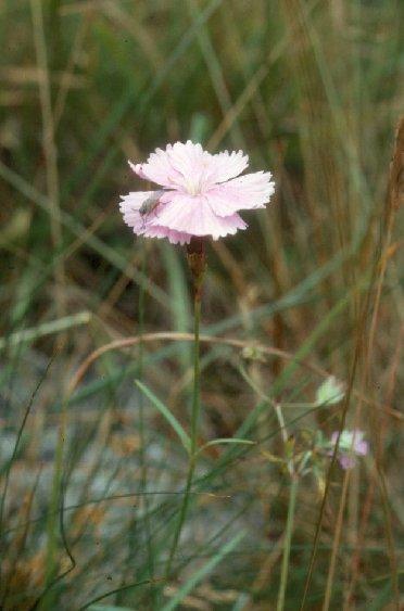 Foto: Sv�tl�k L�ka�sk�