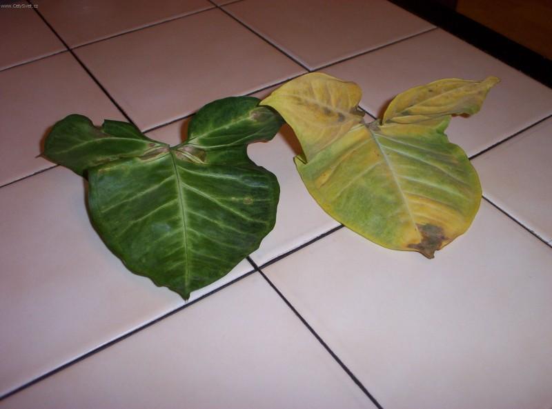 Foto: Sv�tlo je chlebem rostlin