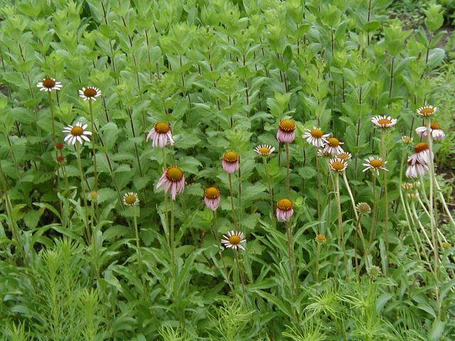 Foto: Ter�ovka �zkolist�