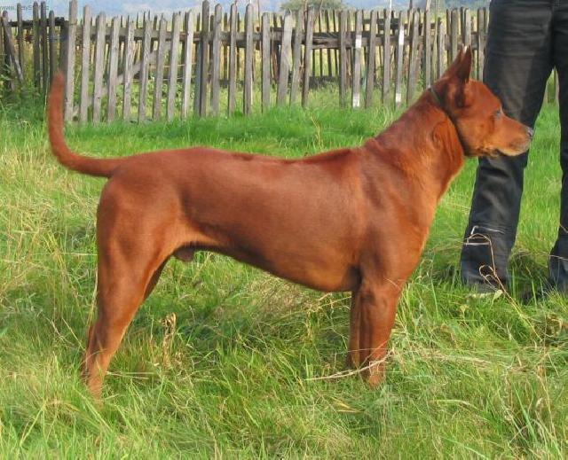 Fotky: Thajsk� ridgeback (foto, obrazky)