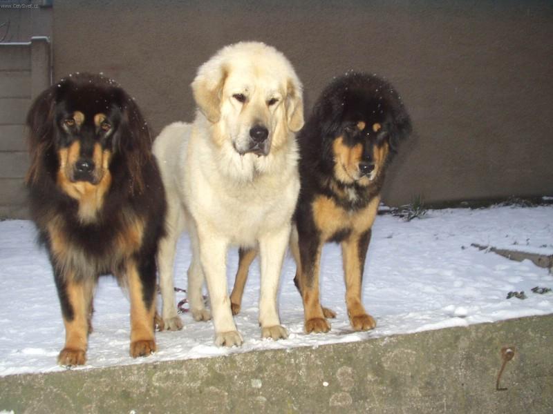 Fotky: Tibetsk� doga (foto, obrazky)