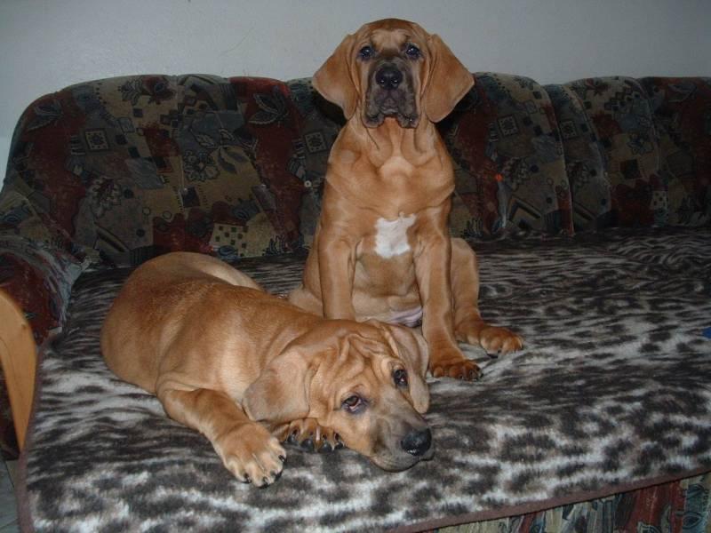 Foto: Tosa Inu-Chovatelka: Iva Pastir��kov�