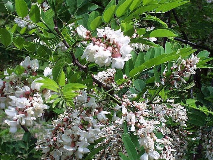 Foto: Trnovn�k, ak�cie, ak�t