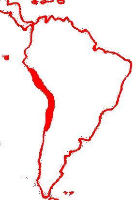 Fotky: Tu���k humboldt�v (foto, obrazky)