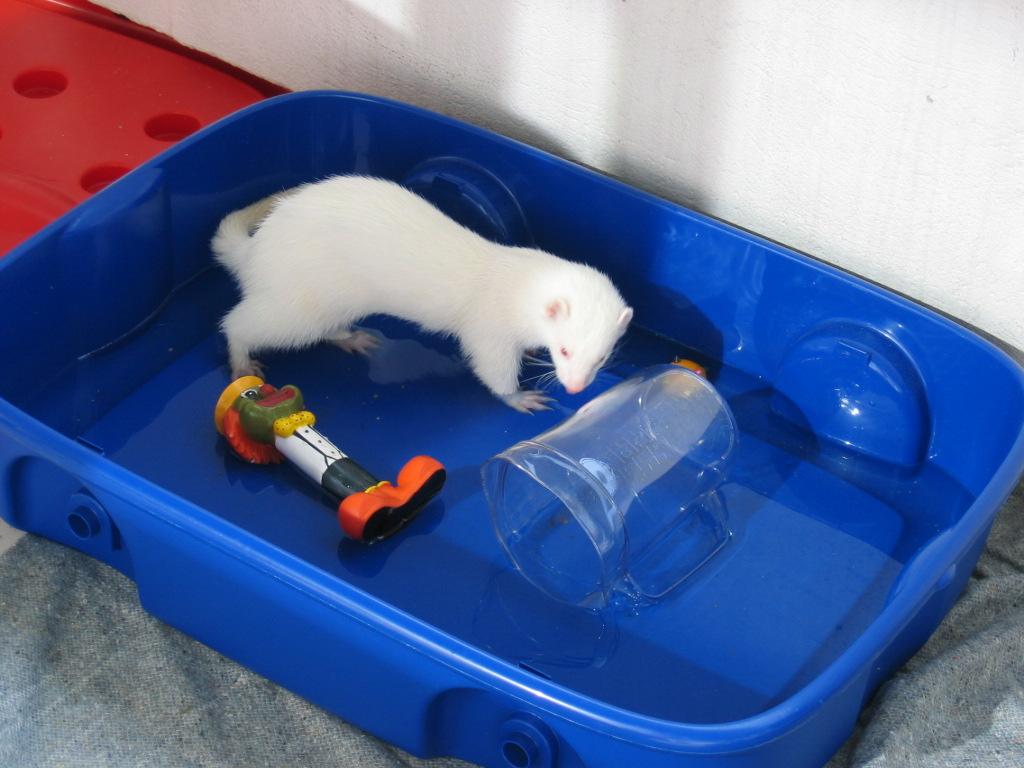 Foto: Vakcinace fretek