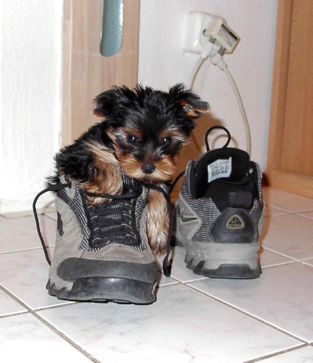 Fotky: York��rsk� terier (foto, obrazky)