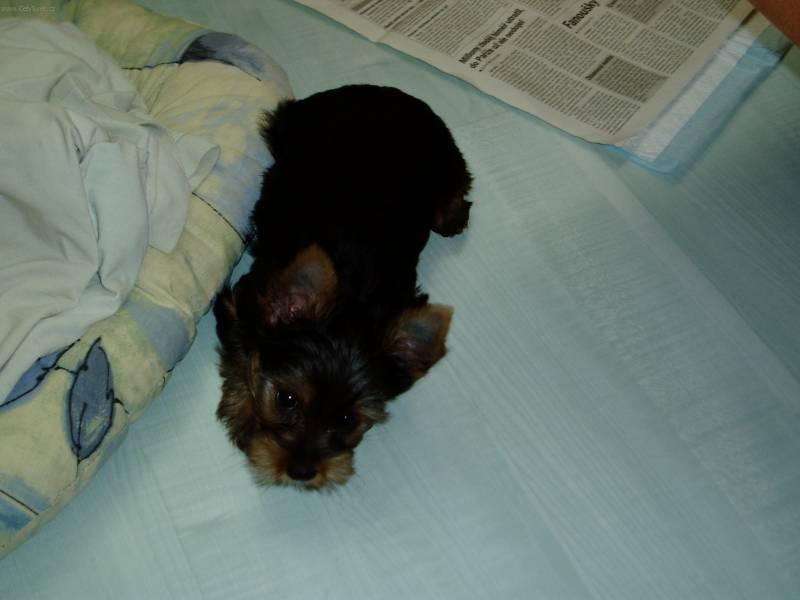 Fotky: York��rsk� terier (foto, obrazky)