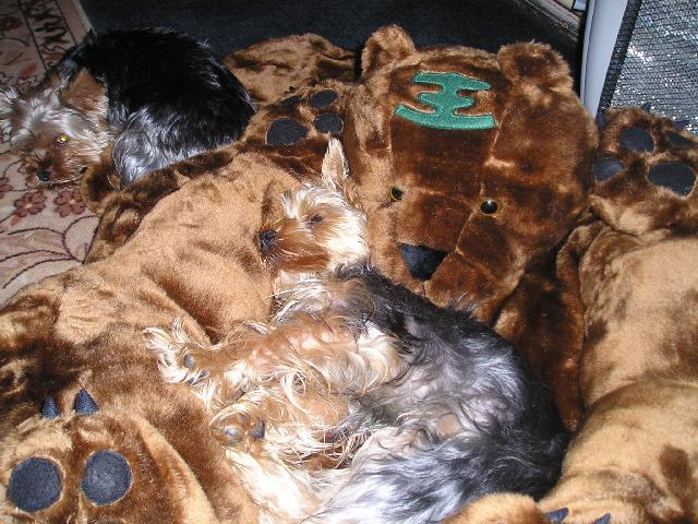 Fotky: York��rsk� terier (foto, obrazky)