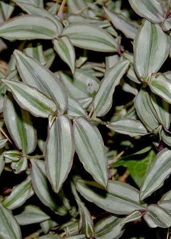 Foto: Zebr�na, Pruhovatka