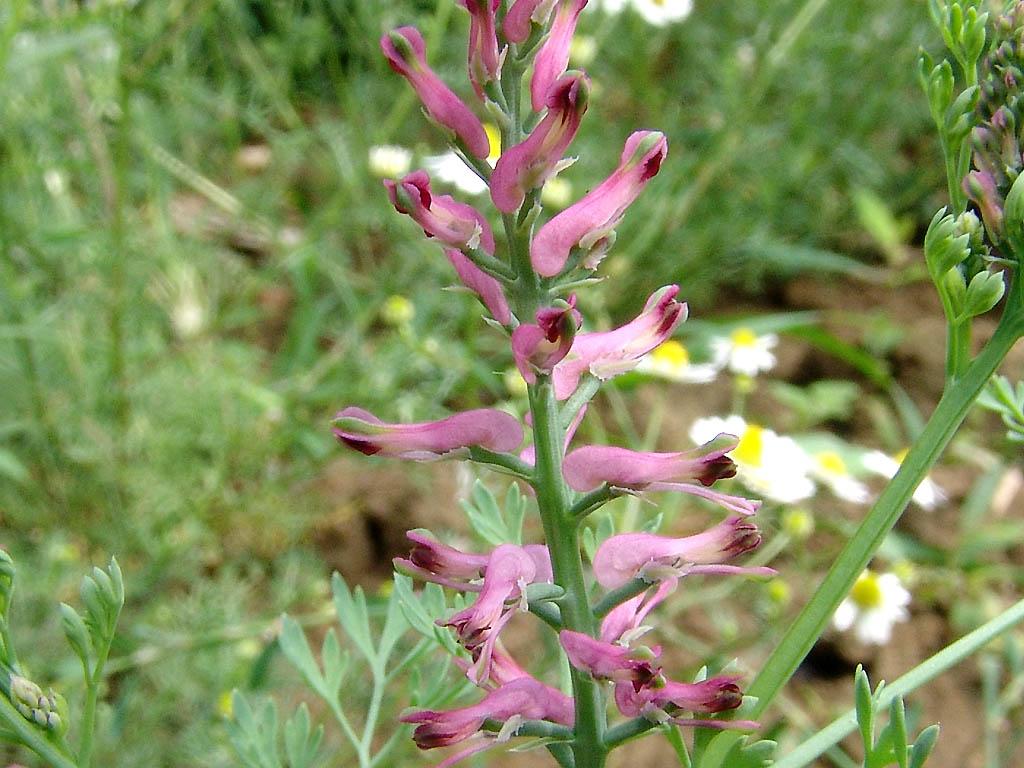 Foto: Zem�d�n L�ka�sk�