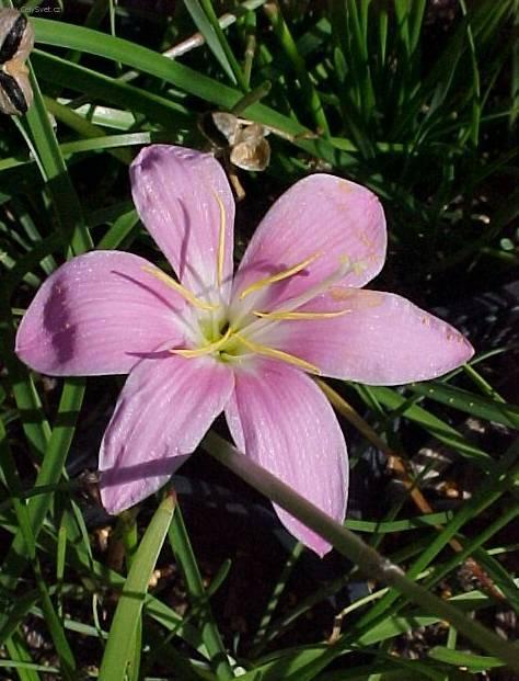 Foto: Zephyranthes