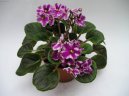 Fotky: Africk� fialka (foto, obrazky)