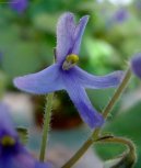 Fotky: Africk� fialka (foto, obrazky)