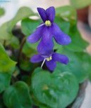 Fotky: Africk� fialka (foto, obrazky)