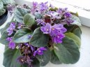 Fotky: Africk� fialka (foto, obrazky)