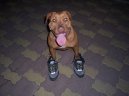 Fotky: Americk� pitbull teri�r (foto, obrazky)