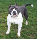Fotky: Americk� pitbull teri�r (foto, obrazky)