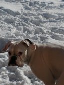 Fotky: N�meck� boxer (foto, obrazky)