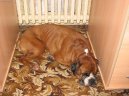 Fotky: N�meck� boxer (foto, obrazky)