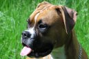 Fotky: N�meck� boxer (foto, obrazky)
