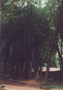 Fotky: Braz�lie (cestopis) (foto, obrazky)