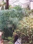 Fotky: Braz�lie (cestopis) (foto, obrazky)