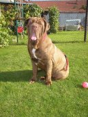 Fotky: Neapolsk� mastin (foto, obrazky)