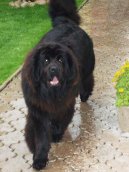 Fotky: Novofundlandsk� pes (foto, obrazky)