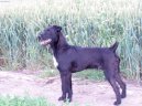 Patterdale teri�r