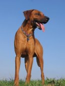 Fotky: Rhod�sk� ridgeback, Rhod�zsk� ridgeback (foto, obrazky)