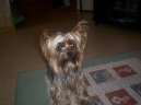 Fotky: York��rsk� terier (foto, obrazky)