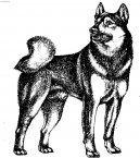 Z�padosibi�sk� lajka