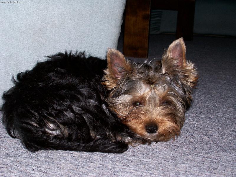 Foto: Bessy