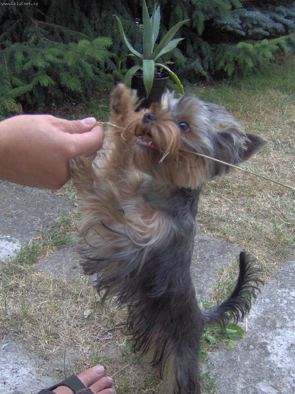 Foto: Charlie