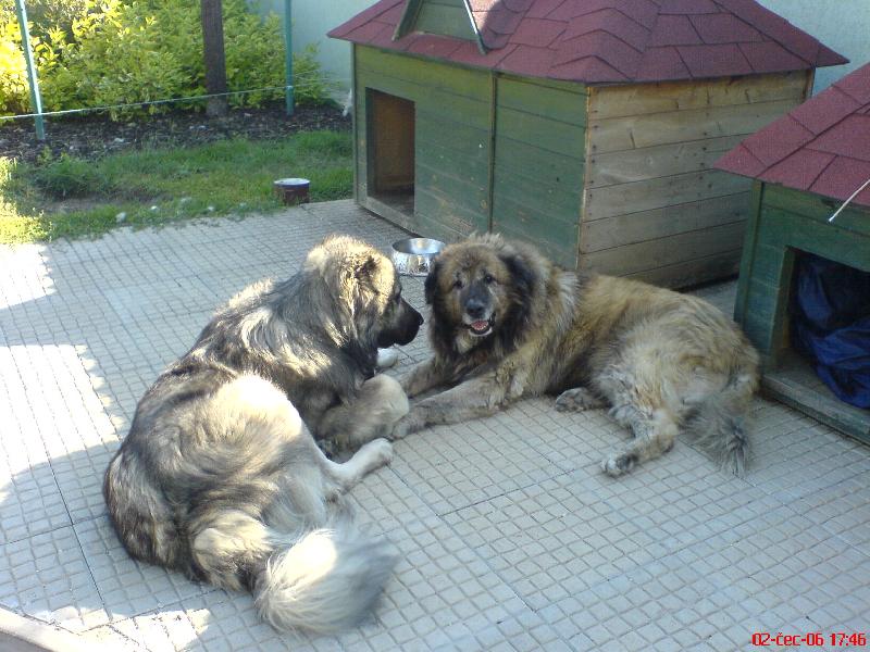 Foto: Ben a Cesar