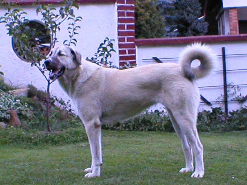 Foto: Cari Galeta Browny San-Mar