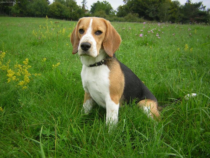 Foto: Indy II