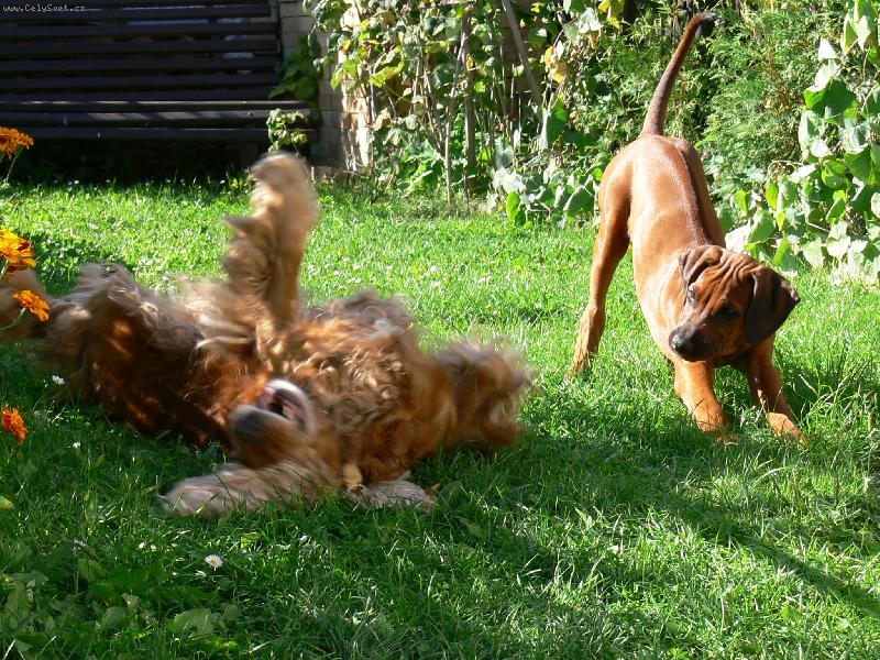 Foto: Banty