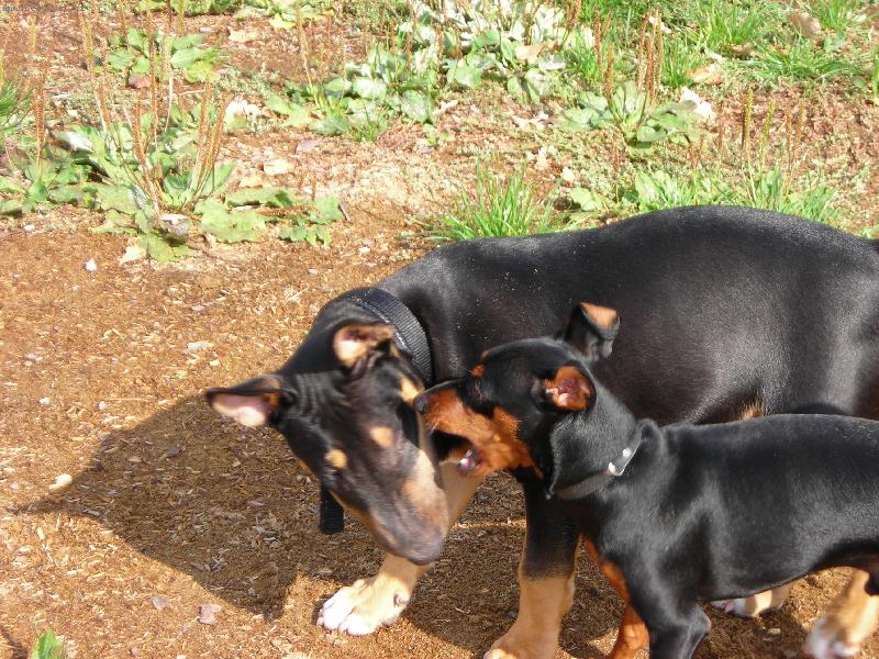 Foto: Trpasli�� pin�-Velk� boj s bul�kem