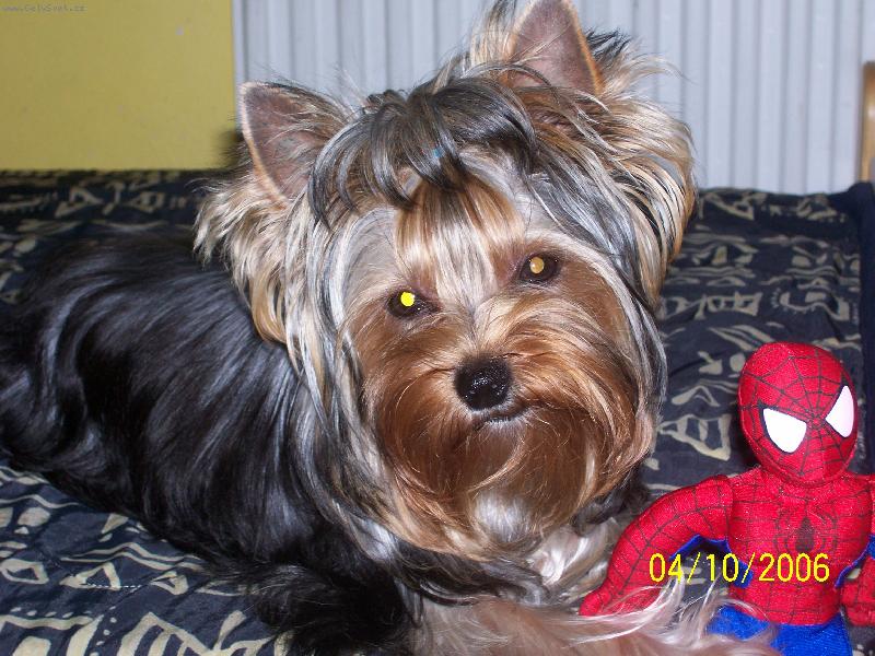 Foto: Bessy