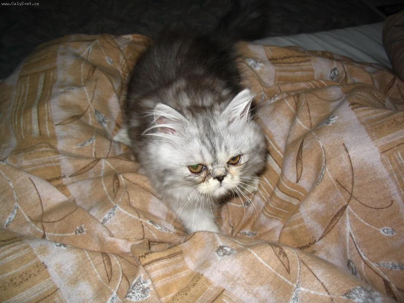 Foto: Pr�zkumn�k