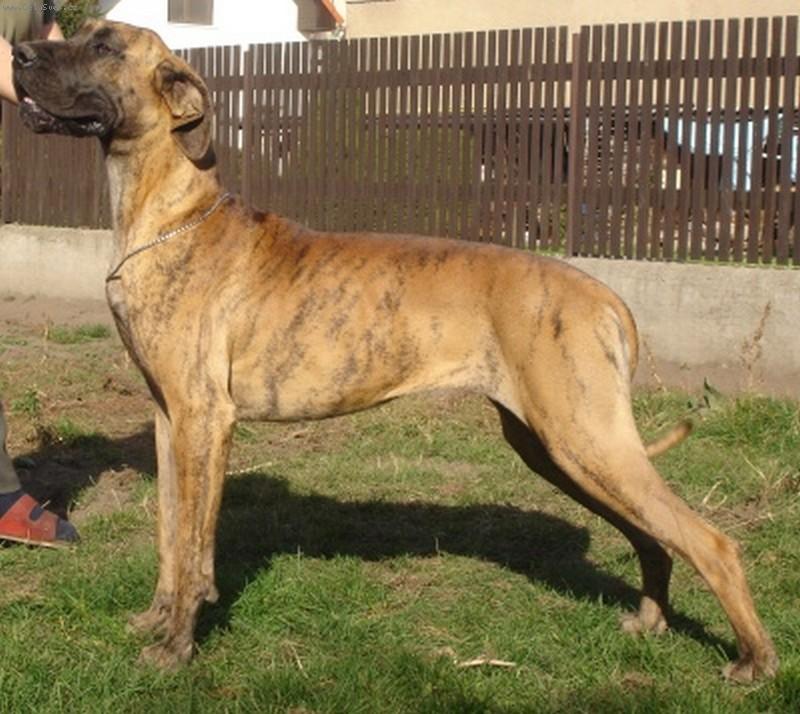 Foto: Demoutbien Rendog-ch.s.Rendog