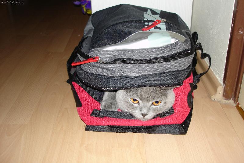 Foto: Arnee v ba�ohu