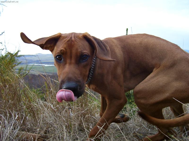 Foto: Rhody-4 m�s�ce