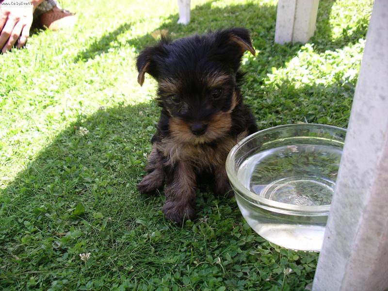 Foto: .....p�t �i nep�t.....-Kamik poetou