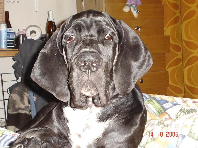 Foto: Cyrillius Regia Uttis-Cyrillius Regia Uttis 4m�s.