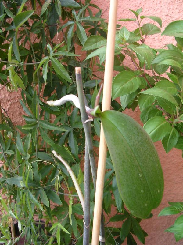 Foto: nov� rostlina