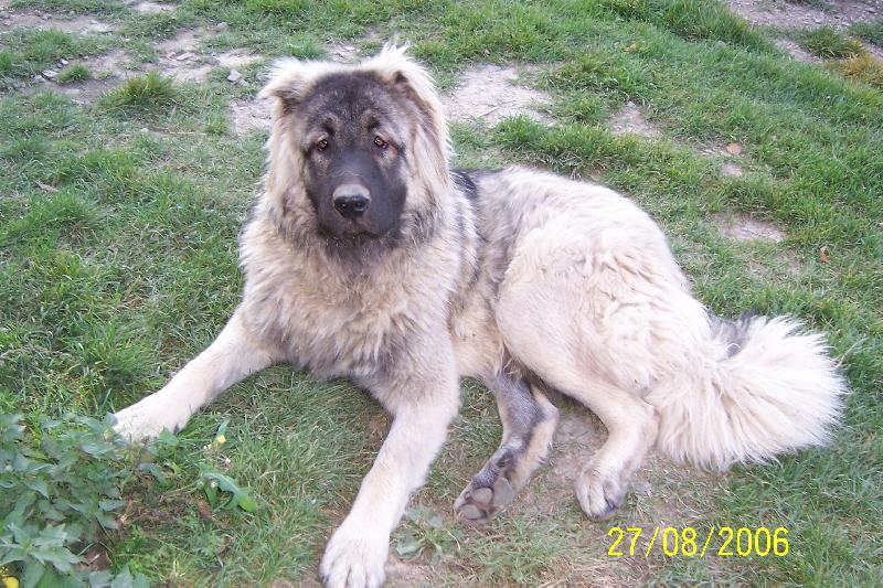 Foto: Kavkazsk� pasteveck� pes-Boy