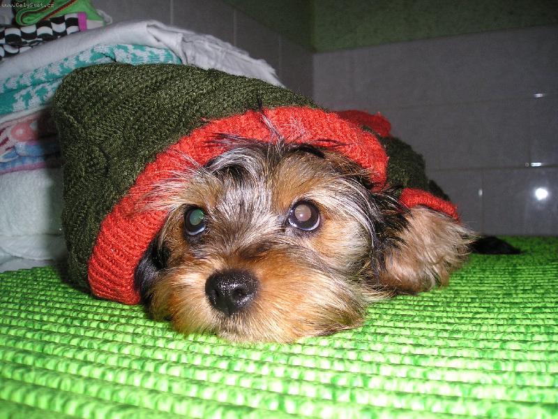 Foto:  Kr�sn� oble�ek-Mil��ek